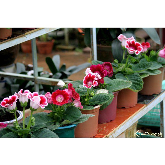 ạt giống hoa Tử la lan - Nảy mầm tốt - Tặng kèm 1 gói bón lá và 1 gói kích nảy mầm, có tờ hướng dẫn trồng Chưa Có Đánh G