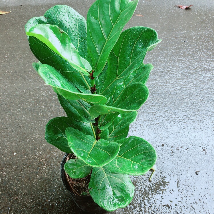 Cây Bàng Singapore Cao 55cm