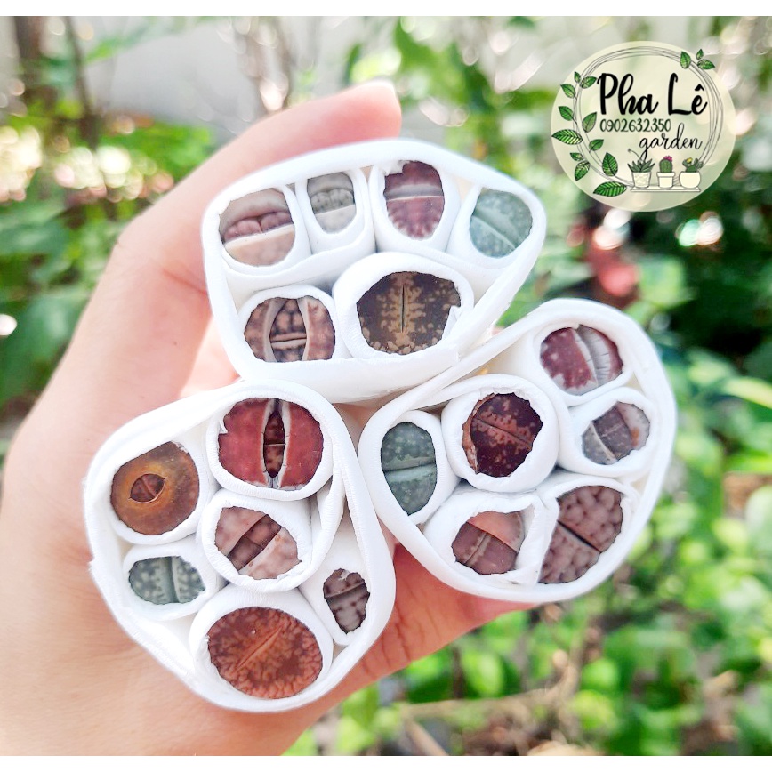 Combo 6 cây sen mông size 1-1,5cm đủ màu