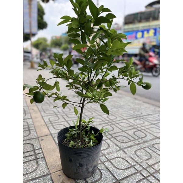 Chanh tứ quý, Chanh giấy, gốc to rễ khoẻ