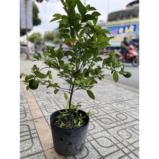 Chanh tứ quý, Chanh giấy, gốc to rễ khoẻ