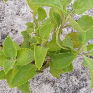 5 cây húng chanh ươm trong bầu đất