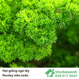 Hạt Giống Ngò Tây Parsley - Siêu Xoắn Triple (Petroselinum hortensis)