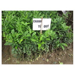 Cây Chanh Tứ quý