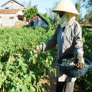 Hạt giống cà pháo trắng -2gr