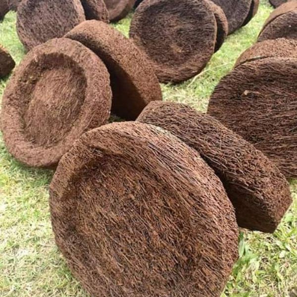 Dớn dĩa dùng để trồng Lan, cây cảnh