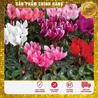 Hạt Giống Hoa Anh Thảo Mix - 5 hạt