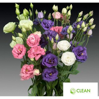 Hạt giống hoa Cát tường (5 hạt nhiều màu)