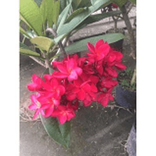 cây sứ đại đỏ đô hoa thơm- cây giống ươm bầu khoẻ