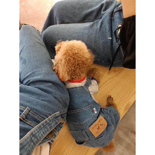 [Có sẵn] Yếm bò, yếm jeans cho thú cưng