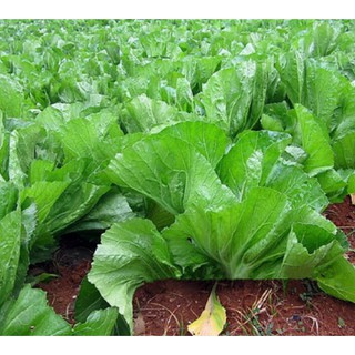 20gr Cải bẹ dưa cao sản
