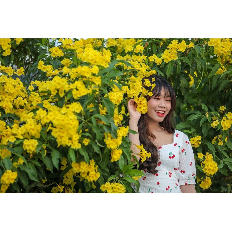 HẠT GIỐNG HOA CHUÔNG VÀNG - 10 Hạt/ gói