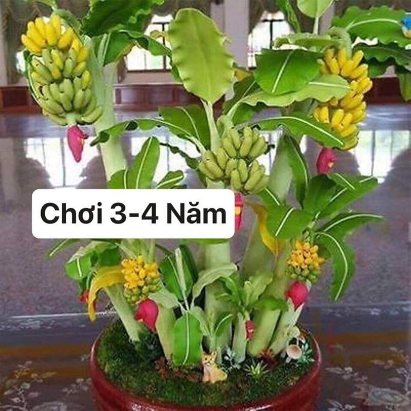Chuối cảnh mini