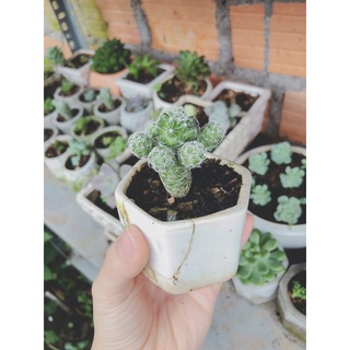 XƯƠNG RỒNG TRỨNG CHIM