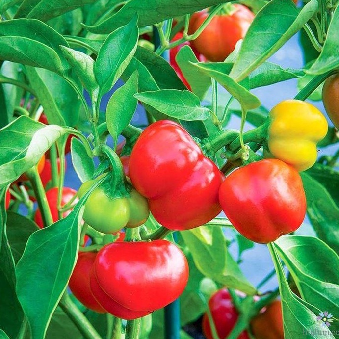 Hạt giống ớt chuông ngọt lai F1 - NGUYÊN GÓI hàng Công ty tuyển chọn tỷ lệ nảy mầm cao