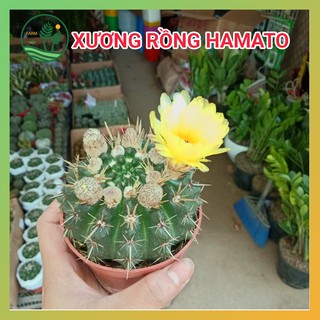 Cây Xương Rồng Hamato Sẵn Nụ - Đường Kính 10cm