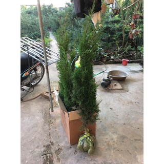 cây tùng tháp tùng kim tùng cối cao 30-40 cm