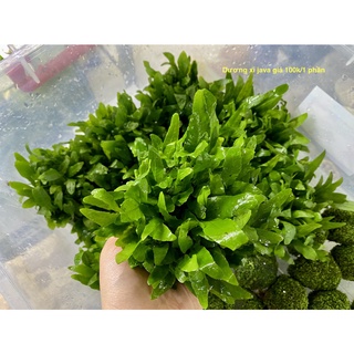 Dương xỉ Java