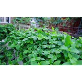 cây rauu ngót nhật (10 cây)