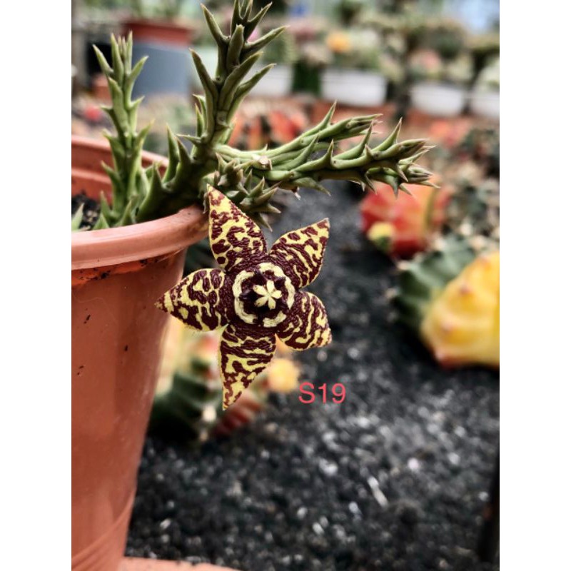 Cây Sao Biển Số 52