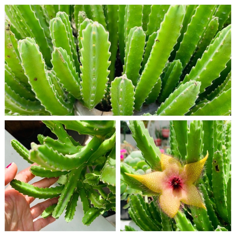 Xương rồng Sao biển MS 06