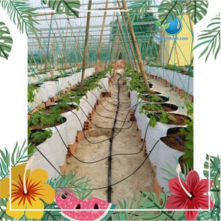 Siêu hót [HÀNG XỊN] Bộ 2 que cắm dây dài 0.5m tưới nhỏ giọt, tưới Dưa Lưới, Dâu tây, cây trồng trong chậu KÈM bù áp 4L/H