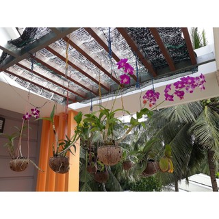 Bộ 10 Chậu gáo dừa trồng lan size lớn