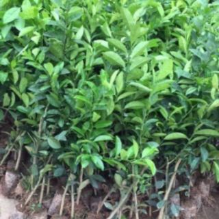 CÂY GIỐNG CHANH ĐỎ