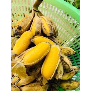 Cây giống chuối sáp nghệ cấy mô siêu sớm