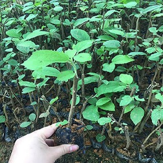 Cây giống an xoa hỗ trợ điều trị ung thư gan