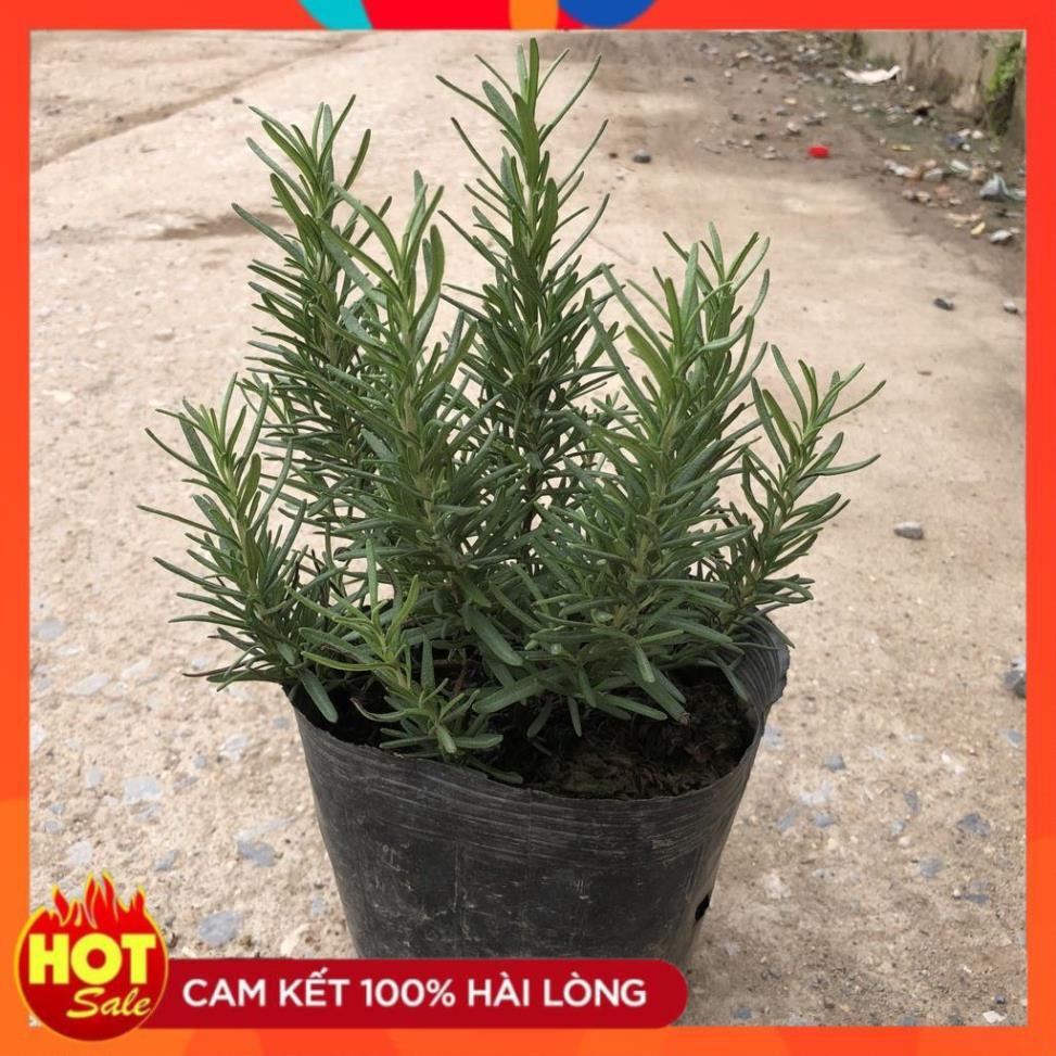 Cây hương thảo nhỏ, sức sống mãnh liệt lá xanh mướt, hương thơm dễ chịu@