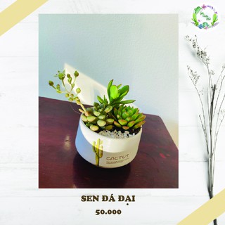 CHẬU SEN ĐÁ ĐẠI TỰ CHỌN