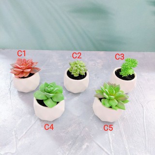 Sen đá giả - Chậu sứ