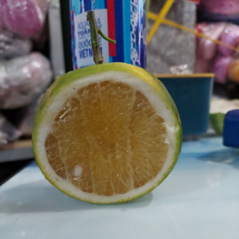 Cam xoàn nguyên trái vườn vĩnh long trồng bao ngon ngọt