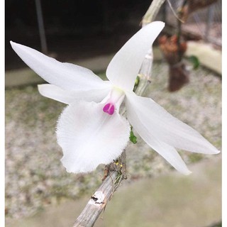 giả hạc 5 cánh trắng mũi hồng