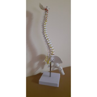 Mô hình cột sống 45cm
