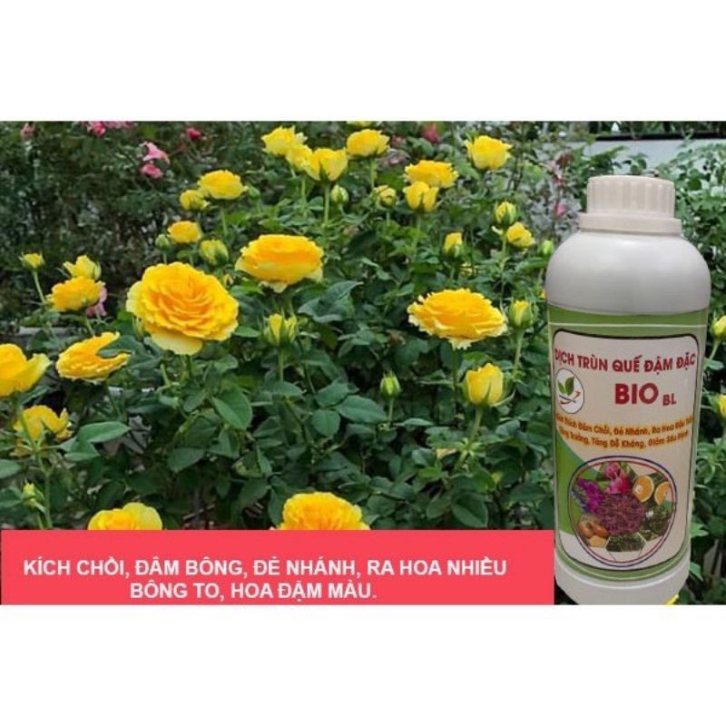 Dịch trùn quế đậm đặc chai 500ml/1000ml