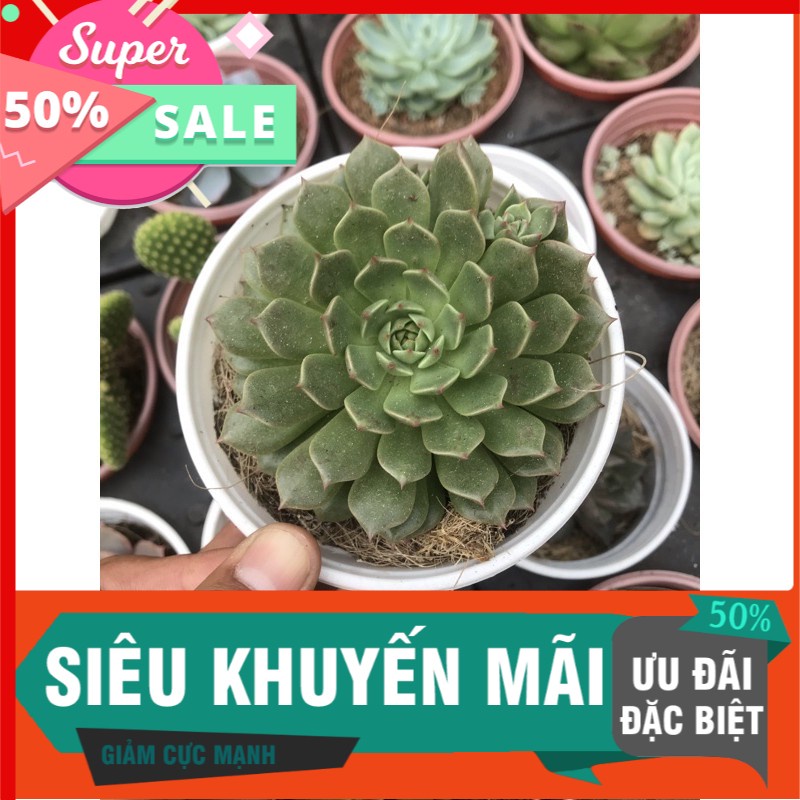 Sen đá ruby xanh trung