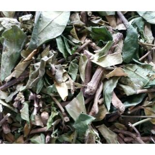 Cây thìa canh trị tiểu đường
