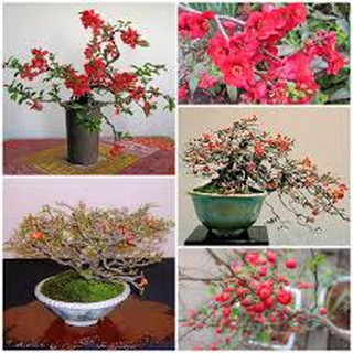 Hạt giống hoa Hoa Mai Đỏ dễ trồng
