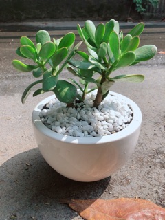 Chậu Cây Ngọc Bích