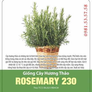Hạt giống cây hương thảo siêu thơm Rạng Đông 0.03g