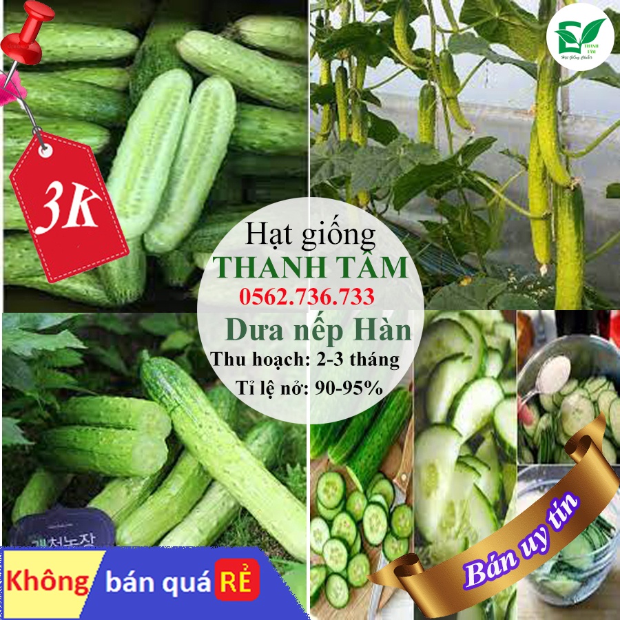 [ Deal 3K ] - 5 hạt giống Dưa chuột nếp ( Hạt giống Thanh Tâm )