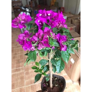 Hoa giấy tím huế