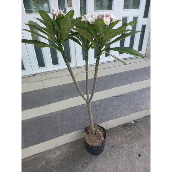 Cây sứ đại thái ,hoa thơm