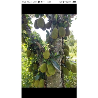 Trái mít tố nữ(2 kg/48.000)