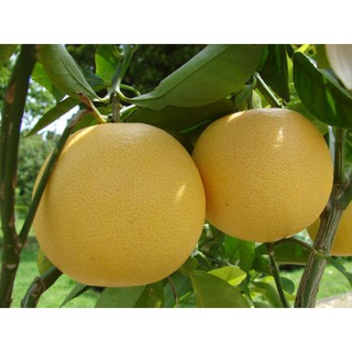 Hạt giống bưởi diễn