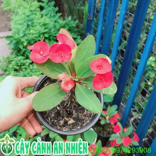 Xương Rồng Bát Tiên Mini