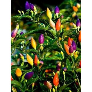 30 Hạt giống ớt ngũ sắc