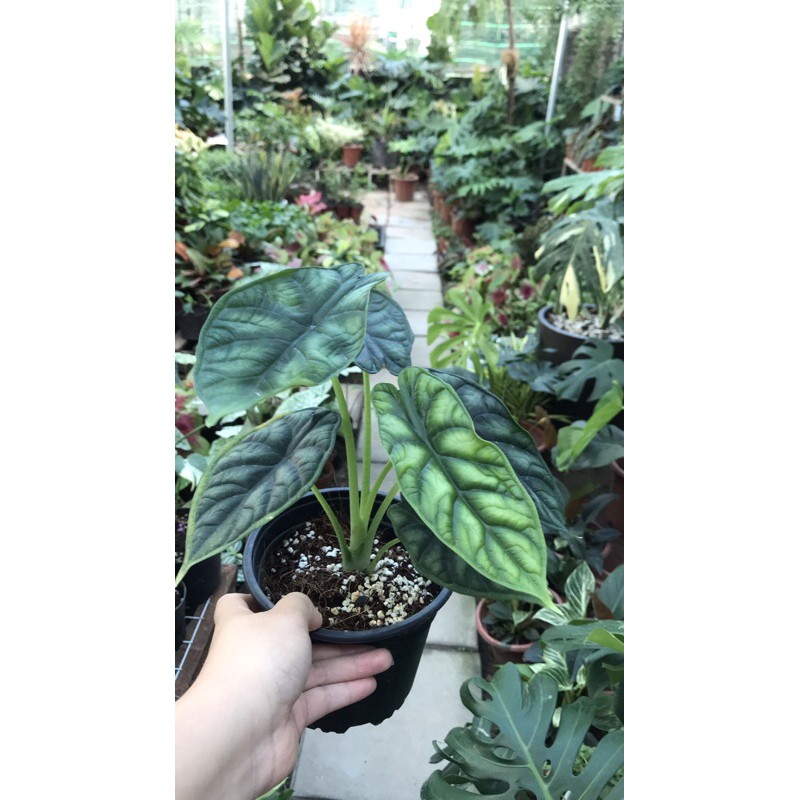 Cây Alocasia dragon scale, cây kiểng lá rồng xanh